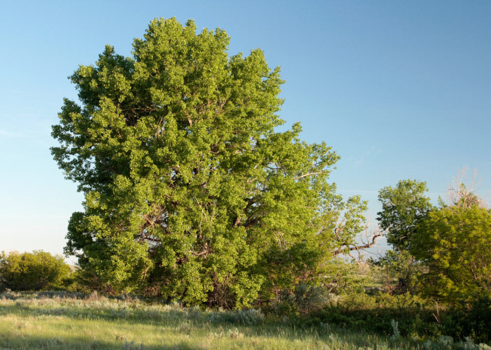 Answer: Tree #14